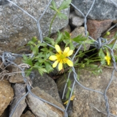 Ranunculus papulentus at O'Malley, ACT - 22 Sep 2015