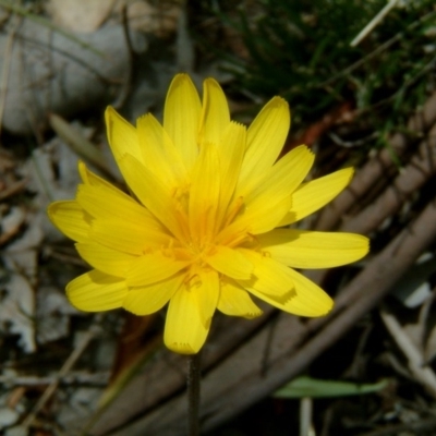 Microseris walteri (Yam Daisy, Murnong) at Farrer Ridge - 21 Sep 2015 by julielindner