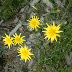 Microseris walteri at Farrer, ACT - 22 Sep 2015 12:00 AM