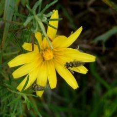 Microseris walteri at Farrer, ACT - 22 Sep 2015 12:00 AM