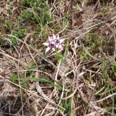 Wurmbea dioica subsp. dioica (Early Nancy) at Tidbinbilla Nature Reserve - 21 Sep 2015 by BethanyDunne