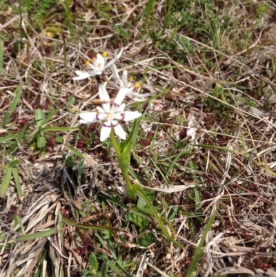 Wurmbea dioica subsp. dioica (Early Nancy) at Tidbinbilla Nature Reserve - 21 Sep 2015 by BethanyDunne