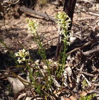 Stackhousia monogyna (Creamy Candles) at Paddys River, ACT - 21 Sep 2015 by BethanyDunne