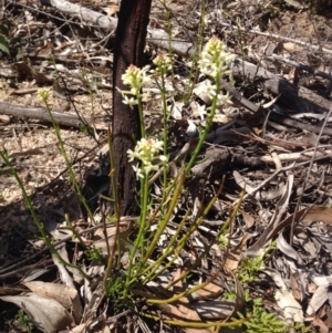 Stackhousia monogyna at Paddys River, ACT - 21 Sep 2015