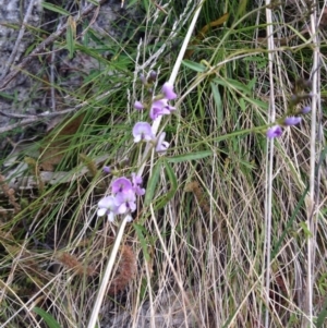 Glycine sp. at Paddys River, ACT - 21 Sep 2015