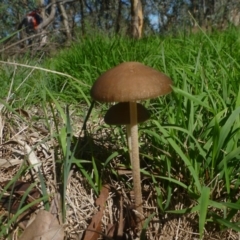 Oudemansiella gigaspora group (Rooting Shank) at Hall Cemetery - 12 Apr 2014 by JanetRussell