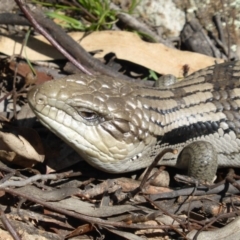 Tiliqua scincoides scincoides (Eastern Blue-tongue) at Mount Mugga Mugga - 22 Sep 2015 by Mike