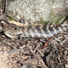 Tiliqua scincoides scincoides at Garran, ACT - 22 Sep 2015 09:54 AM