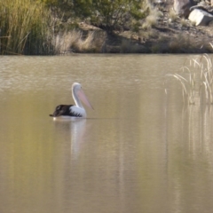 Pelecanus conspicillatus (Australian Pelican) at O'Malley, ACT - 16 Aug 2015 by Mike