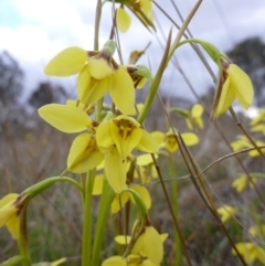 Diuris chryseopsis (Golden Moth) at Goorooyarroo NR (ACT) - 22 Sep 2015 by EmmaCook