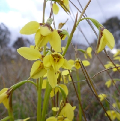 Diuris chryseopsis (Golden Moth) at Goorooyarroo NR (ACT) - 22 Sep 2015 by EmmaCook