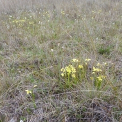 Diuris chryseopsis at Gungahlin, ACT - 22 Sep 2015