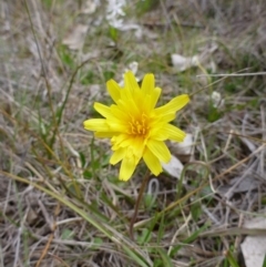 Microseris walteri (Yam Daisy, Murnong) at Gungahlin, ACT - 22 Sep 2015 by EmmaCook