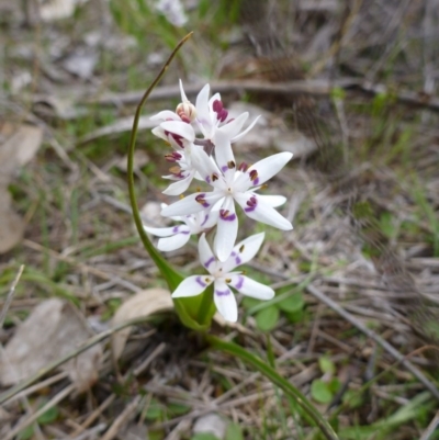 Wurmbea dioica subsp. dioica (Early Nancy) at Goorooyarroo NR (ACT) - 22 Sep 2015 by EmmaCook