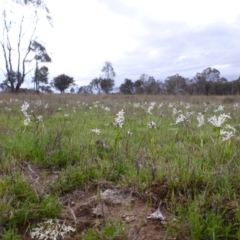 Wurmbea dioica subsp. dioica at Gungahlin, ACT - 22 Sep 2015 05:00 PM