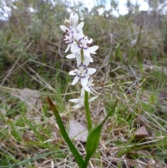 Wurmbea dioica subsp. dioica at Gungahlin, ACT - 22 Sep 2015 05:00 PM