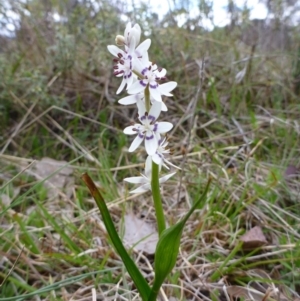 Wurmbea dioica subsp. dioica at Gungahlin, ACT - 22 Sep 2015 05:00 PM