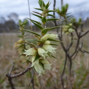 Melichrus urceolatus at Gungahlin, ACT - 22 Sep 2015 05:17 PM