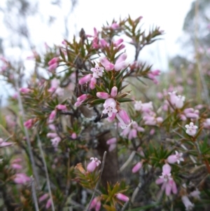 Lissanthe strigosa subsp. subulata at Gungahlin, ACT - 22 Sep 2015