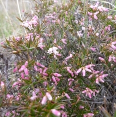 Lissanthe strigosa subsp. subulata at Gungahlin, ACT - 22 Sep 2015