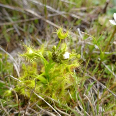 Drosera gunniana (Pale Sundew) at Goorooyarroo NR (ACT) - 22 Sep 2015 by EmmaCook