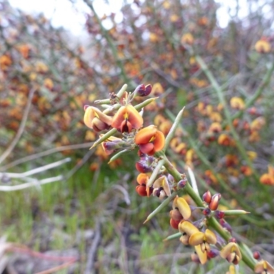 Daviesia genistifolia (Broom Bitter Pea) at Goorooyarroo NR (ACT) - 22 Sep 2015 by EmmaCook