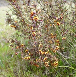 Daviesia genistifolia at Gungahlin, ACT - 22 Sep 2015 06:00 PM