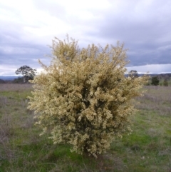 Acacia genistifolia (Early Wattle) at Gungahlin, ACT - 22 Sep 2015 by EmmaCook