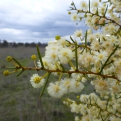 Acacia genistifolia at Gungahlin, ACT - 22 Sep 2015 06:13 PM