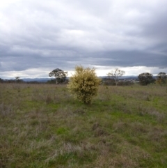 Acacia genistifolia at Gungahlin, ACT - 22 Sep 2015