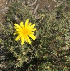 Microseris walteri (Yam Daisy, Murnong) at Gungahlin, ACT - 23 Sep 2015 by Kate2602