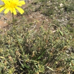 Microseris walteri at Gungahlin, ACT - 23 Sep 2015