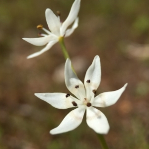 Wurmbea dioica subsp. dioica at Majura, ACT - 23 Sep 2015 04:31 PM