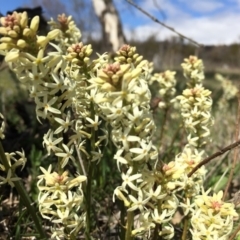 Stackhousia monogyna (Creamy Candles) at Majura, ACT - 23 Sep 2015 by JasonC