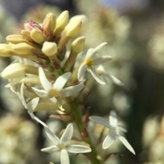 Stackhousia monogyna at Majura, ACT - 23 Sep 2015 04:32 PM