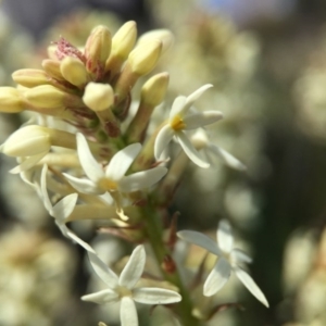 Stackhousia monogyna at Majura, ACT - 23 Sep 2015 04:32 PM