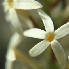 Stackhousia monogyna at Majura, ACT - 23 Sep 2015 04:32 PM