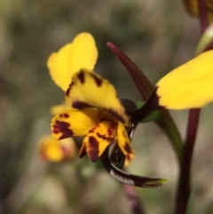 Diuris pardina (Leopard Doubletail) at Mount Majura - 23 Sep 2015 by JasonC