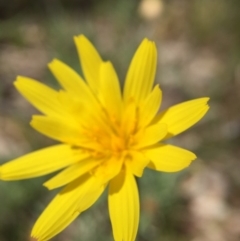 Microseris walteri (Yam Daisy, Murnong) at Mount Majura - 23 Sep 2015 by JasonC