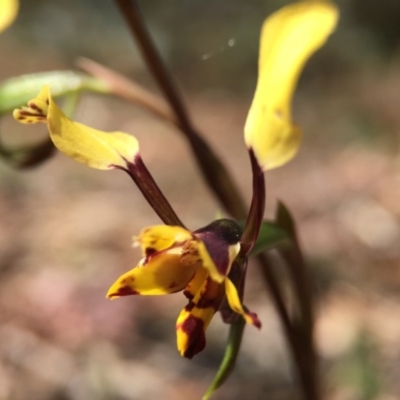 Diuris pardina (Leopard Doubletail) at Mount Majura - 23 Sep 2015 by JasonC