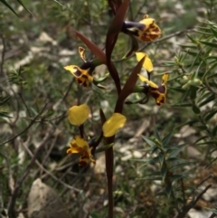 Diuris pardina at Majura, ACT - 23 Sep 2015