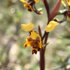 Diuris pardina at Majura, ACT - 23 Sep 2015