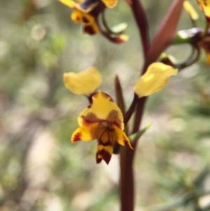 Diuris pardina at Majura, ACT - 23 Sep 2015