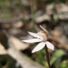 Caladenia fuscata (Dusky Fingers) at Majura, ACT - 23 Sep 2015 by JasonC