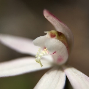 Caladenia fuscata at Majura, ACT - 23 Sep 2015