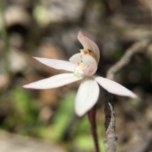 Caladenia fuscata at Majura, ACT - suppressed