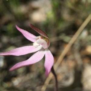 Caladenia fuscata at Majura, ACT - 23 Sep 2015