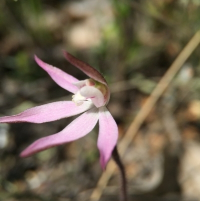 Caladenia fuscata (Dusky Fingers) at Mount Majura - 23 Sep 2015 by JasonC