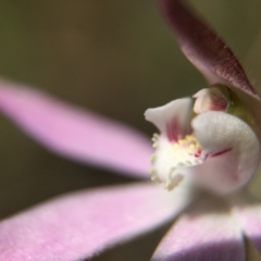 Caladenia fuscata at Majura, ACT - 23 Sep 2015