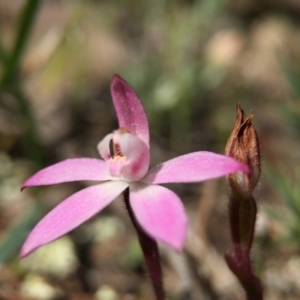 Caladenia fuscata at Majura, ACT - 23 Sep 2015